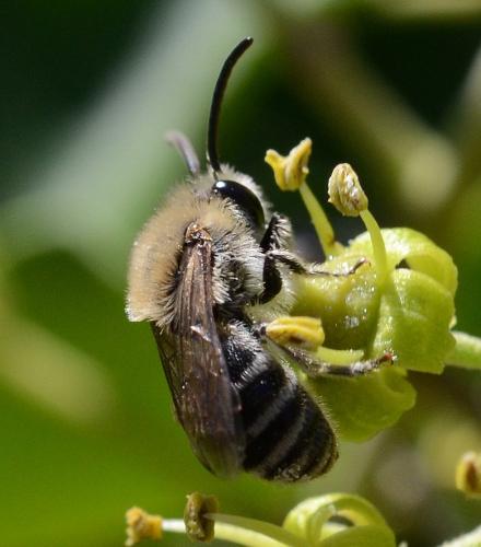 Colletes sp.